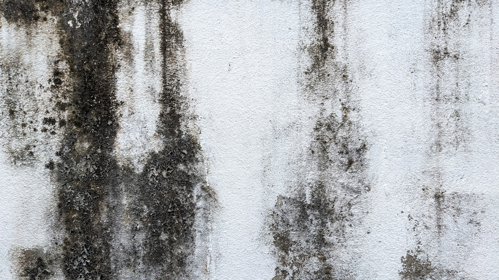 Black mould growth on an exterior wall, typical of coastal Queensland humidity